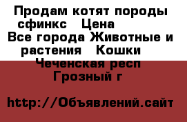 Продам котят породы сфинкс › Цена ­ 4 000 - Все города Животные и растения » Кошки   . Чеченская респ.,Грозный г.